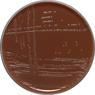 Шоколадный агар на чашках с антибиотиками VCA